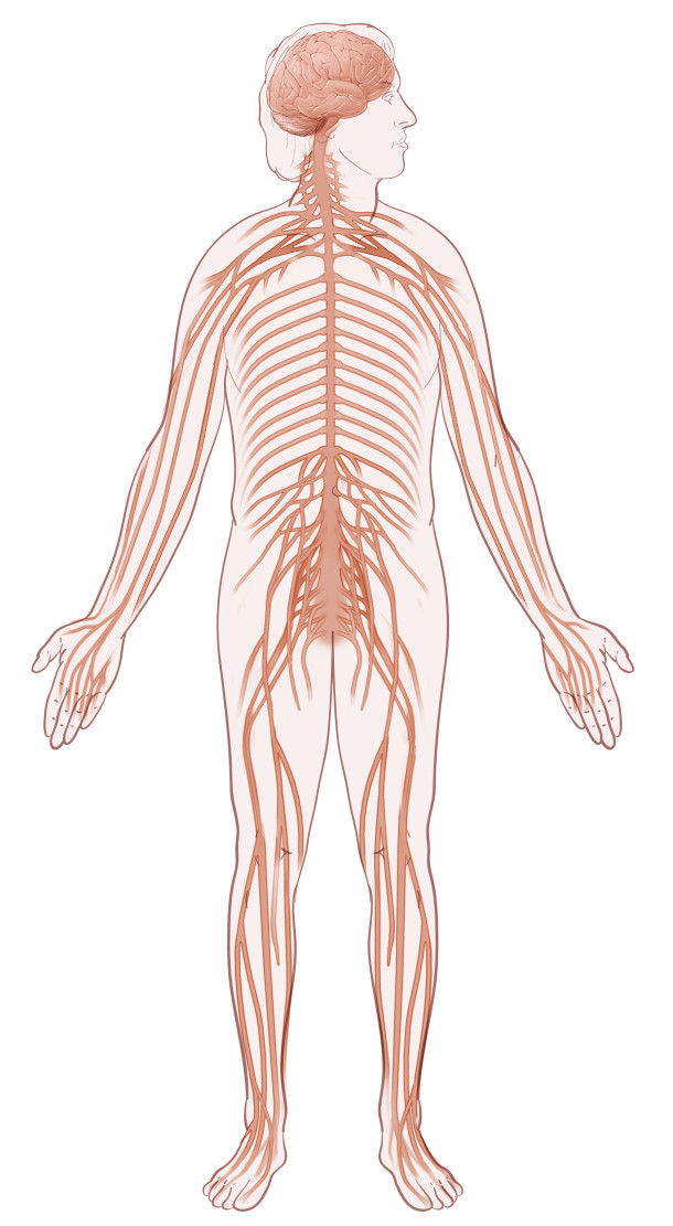 02_Nervous - The Johns Hopkins Patient Guide to Diabetes