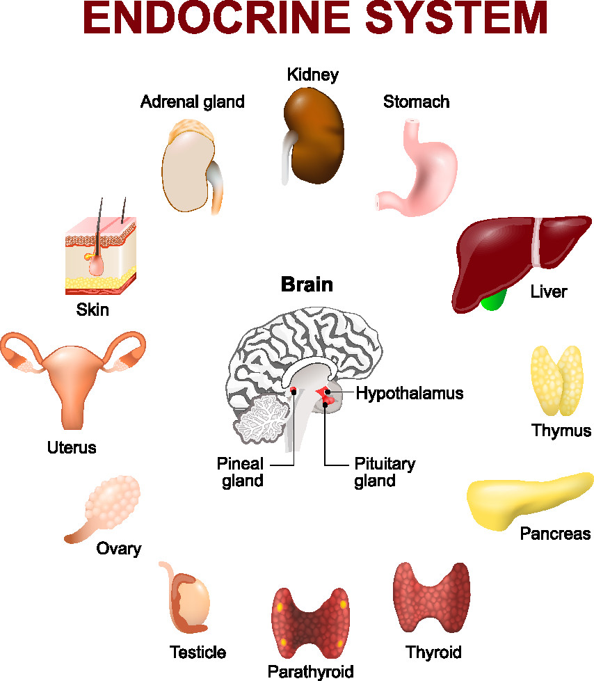 The Other Name For Endocrine Glands Is Called