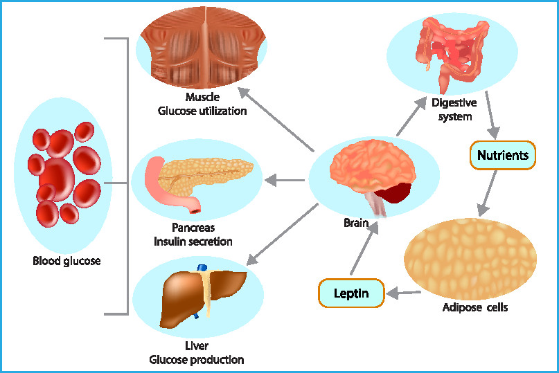 Glands of the body - The Johns Hopkins Patient Guide to Diabetes