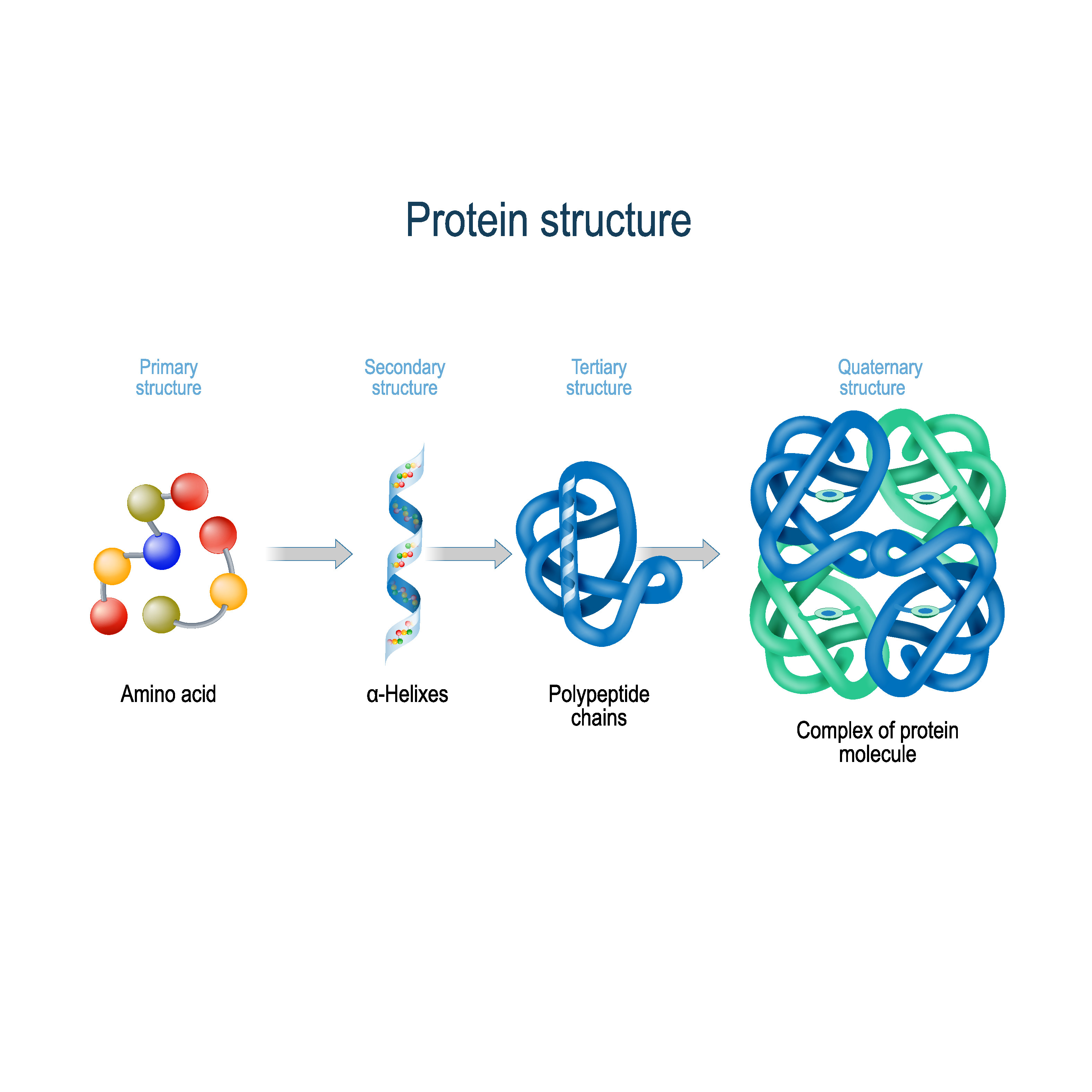 primary protein structure